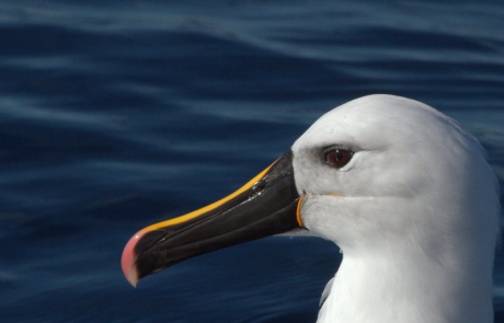 Hooked-On-Africa-Deep-Sea-Fishing-Charters-Picture-Cape-Town-Fishing-6-pelagic-birding-cape-town-1024×535 Hooked-On-Africa-Deep-Sea-Fishing-Charters-Picture-Cape-Town-Fishing-6-pelagic-birding-cape-town-1024x535