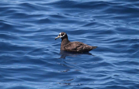 Pelagic Birding Hooked On Africa Deep Sea Fishing Charters In Hout Bay Cape Town