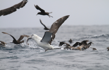 Pelagic-Birding-in-Cape-Town-1
