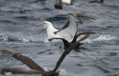 Pelagic-Birding-in-Cape-Town
