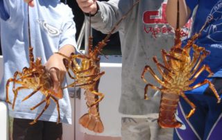crayfishing cape town charter