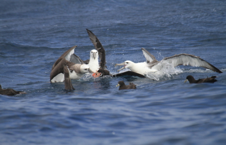 Pelagic Birding Hout Bay Cape Town Hooked On Africa 6