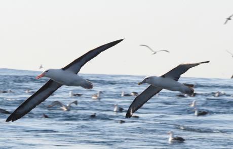 Pelagic Birding Hout Bay Cape Town Hooked On Africa 7