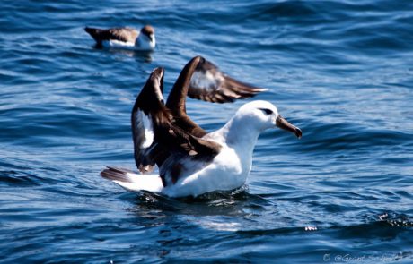 albatros with hooked on africa and birdlife south africa pelagic birding 1 albatros with hooked on africa and birdlife south africa pelagic birding 1