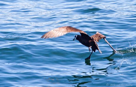 spectacled petrel with hooked on africa and birdlife south africa pelagic birding 1 spectacled petrel with hooked on africa and birdlife south africa pelagic birding 1
