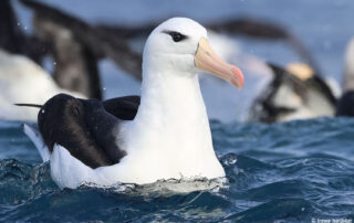 pelagic birding trips – hooked on africa fishing chaters – trevor hardaker 5 pelagic birding trips - hooked on africa fishing chaters - with zest for birds - trevor hardaker