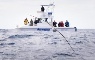 Pelagic Birding Charters Cape Town – Hooked On Africa Fishing Charters Cape Town