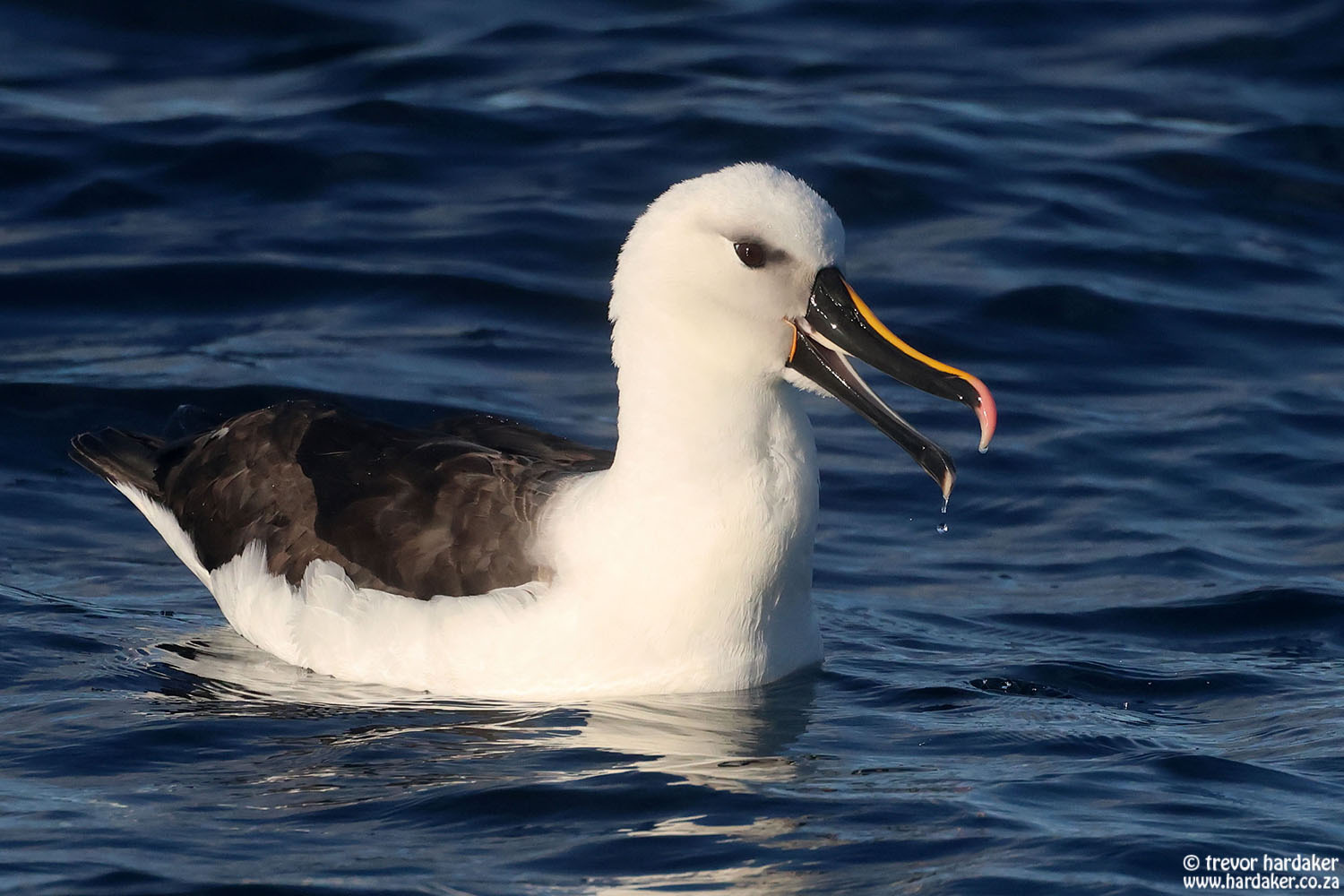 Cape Town Pelagic Birding Charters – Captains Log May – Hooked On Africa Cape Town Pelagic Birding Charters - Captains Log May - Hooked On Africa