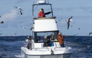 Pelagic-Birding-Hout-Bay-Cape-Town-Hooked-On-Africa-11 Pelagic-Birding-Hout-Bay-Cape-Town-Hooked-On-Africa-11