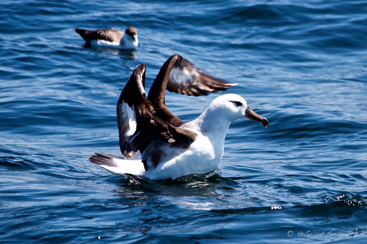 albatros-with-hooked-on-africa-and-birdlife-south-africa-pelagic-birding-1