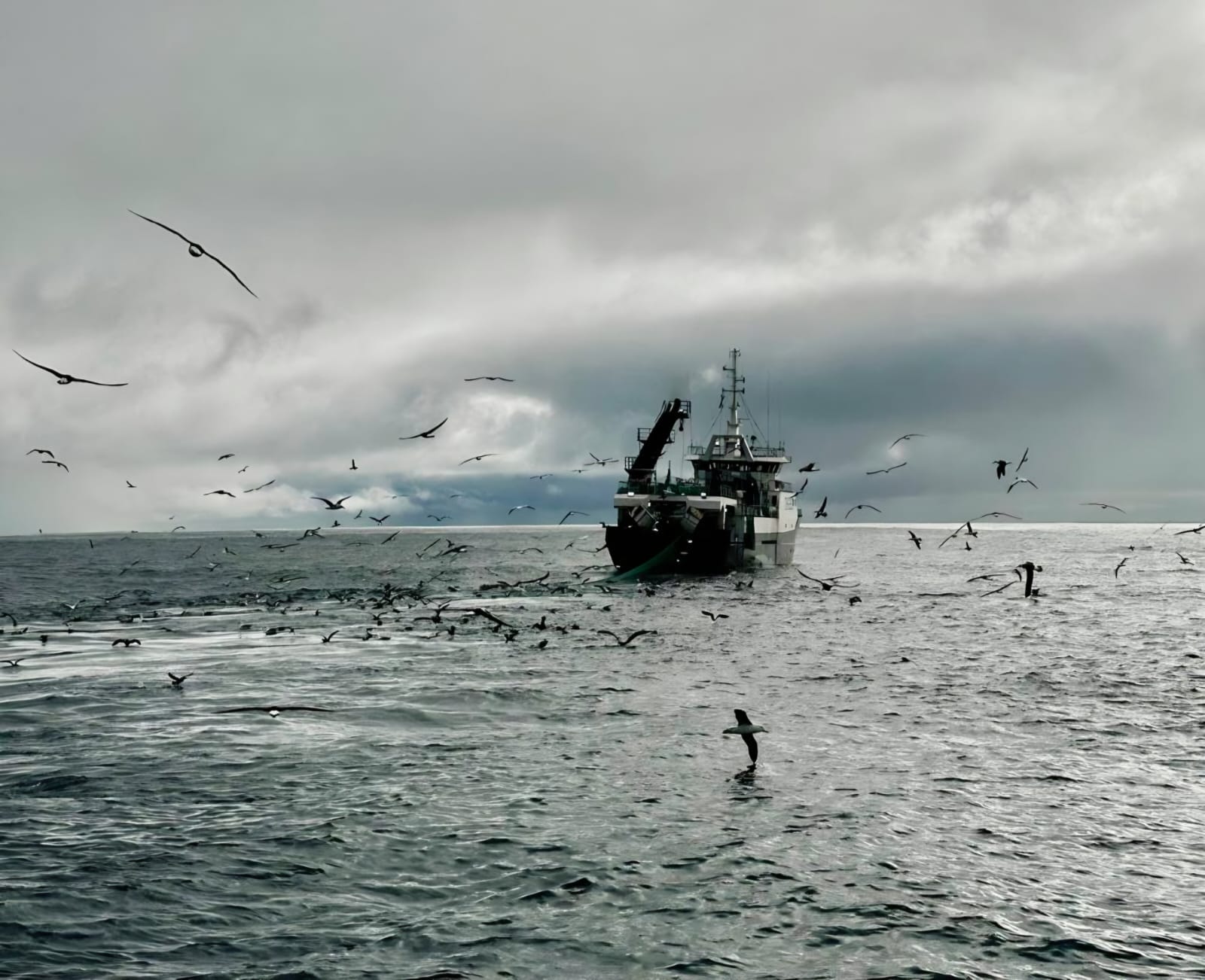 cape town fishing charter hooked on africa – hout bay 2