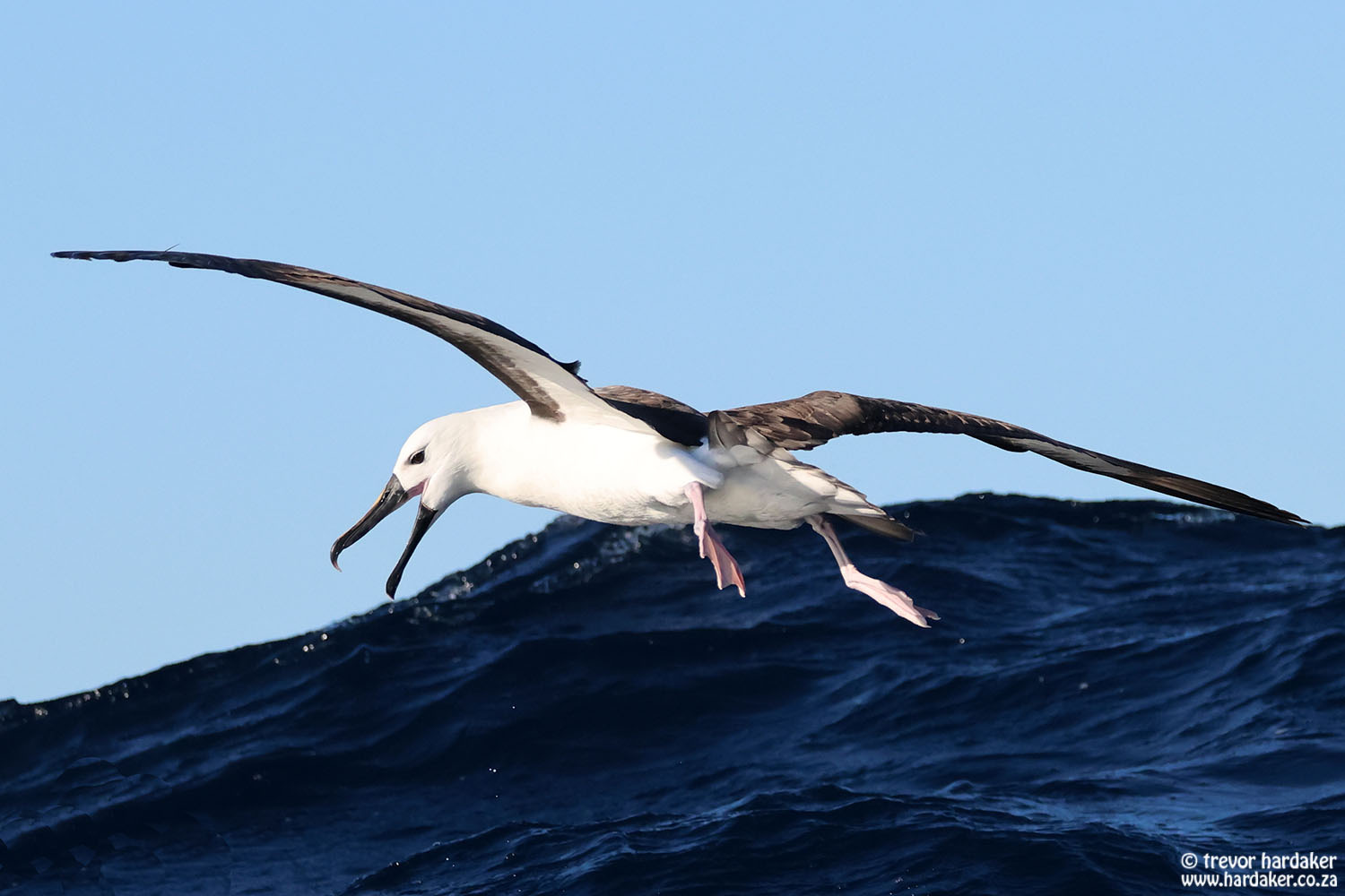 cape town fishing charter hooked on africa – hout bay 4