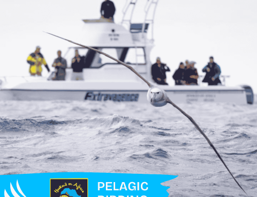 Pelagic Birding Charter Report 18 July 2026