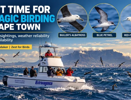 Best Time for Pelagic Birding in Cape Town – Trevor Hardaker’s Guide